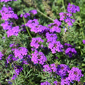 Plant Photo 10