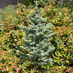 Plant Photo 4