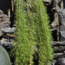 Plant Photo 7