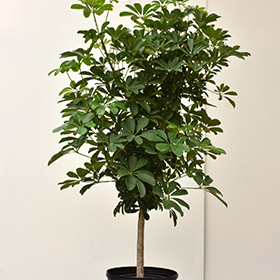 Plant Photo 8