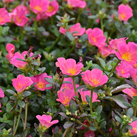 Plant Photo 5