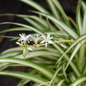 Spider Plant — Lakewood Plant Company