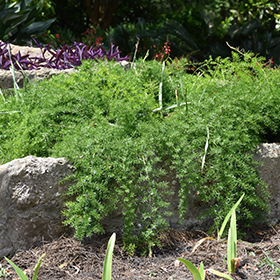 Plant Photo 4