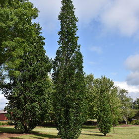 Plant Photo 6