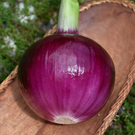 Plant Photo 6