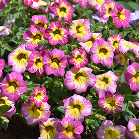 Cha Cha Diva Hot Pink Calibrachoa Calibrachoa Balchadotin in