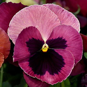 Plant Photo 7
