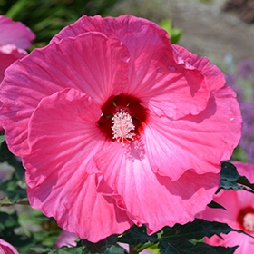 Plant Photo 2