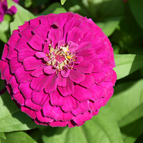 Plant Photo 8