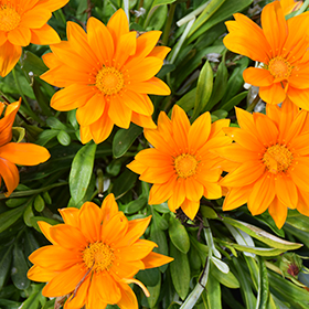 Plant Photo 2