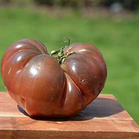 Plant Photo 7