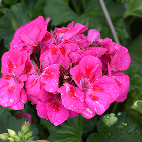 Plant Photo 8
