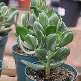 Plant Photo 10