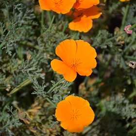 Plant Photo 1