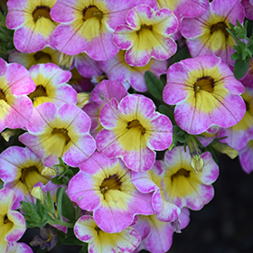 Cha Cha Diva Hot Pink Calibrachoa Calibrachoa Balchadotin in