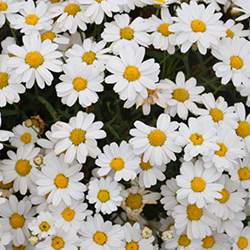 Plant Photo 5