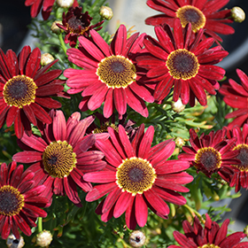 Plant Photo 3