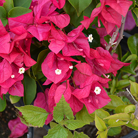 Plant Photo 10