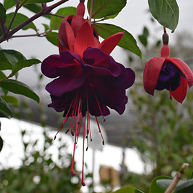 Plant Photo 8