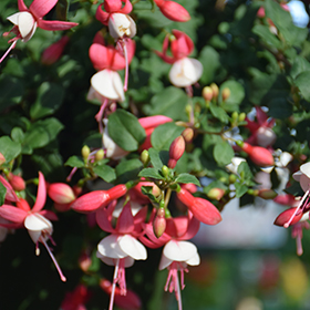 Plant Photo 9