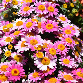 Plant Photo 9