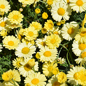 Plant Photo 8