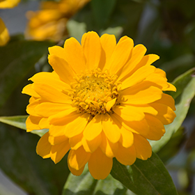 Plant Photo 7