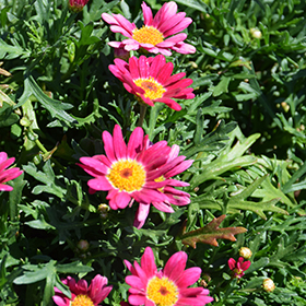 Plant Photo 7