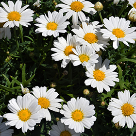 Plant Photo 10