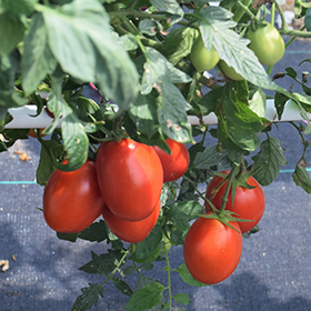 Plant Photo 5
