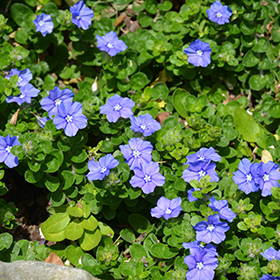 Plant Photo 3