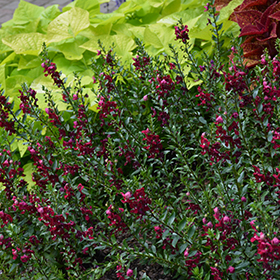 Plant Photo 9