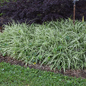 Spider Plant — Lakewood Plant Company