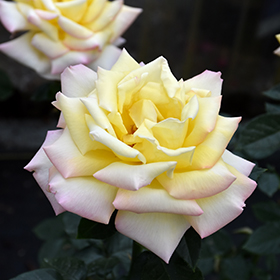 Peace Hybrid Tea Rose - Buy Roses