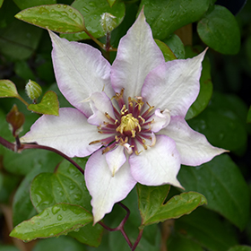 Plant Photo 9