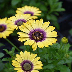 Plant Photo 1