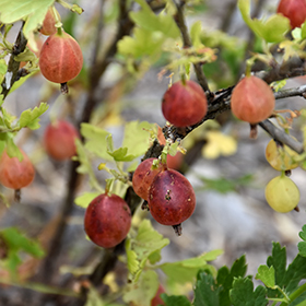 Plant Photo 9