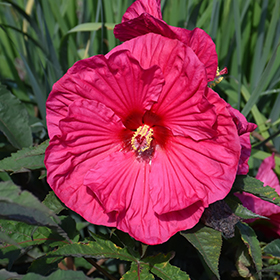 Plant Photo 4