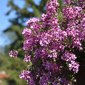 Plant Photo 4