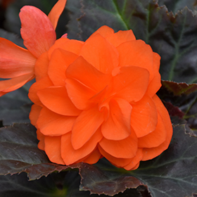Plant Photo 9