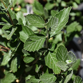 Plant Photo 7