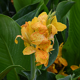 Plant Photo 5