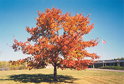 Red Oak (Quercus rubra) at Echter's Nursery & Garden Center