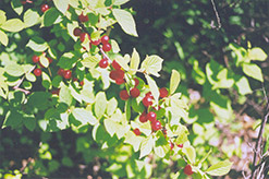 Nanking Cherry (Prunus tomentosa) at Echter's Nursery & Garden Center