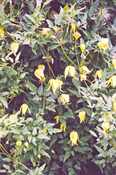 Golden Clematis (Clematis tangutica) at Echter's Nursery & Garden Center