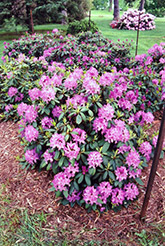 Roseum Elegans Rhododendron (Rhododendron catawbiense 'Roseum Elegans') at Echter's Nursery & Garden Center