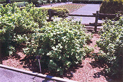 Red Lake Red Currant (Ribes rubrum 'Red Lake') at Echter's Nursery & Garden Center