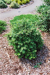 Lodense Common Privet (Ligustrum vulgare 'Lodense') at Echter's Nursery & Garden Center