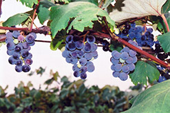 Concord Grape (Vitis 'Concord') at Echter's Nursery & Garden Center