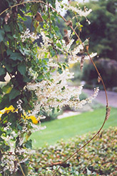 Silver Lace Vine (Polygonum aubertii) at Echter's Nursery & Garden Center